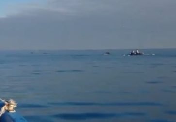 Delphine in Barletta – Begleiter beim Rudertraining