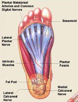 Rowing and flexibility - The ankle – Coastal Boats