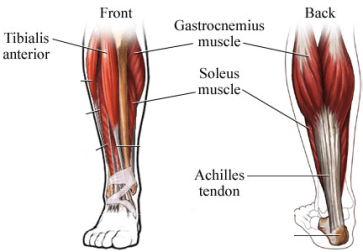Rowing and flexibility – The ankle
