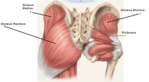 Rowing-Flexibility-Gluteus-Maximus