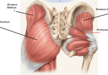 Rudern und Flexibilität – Der Gesäßmuskel