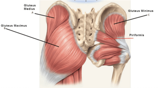 Rudern Flexibilität Gesäßmuskel
